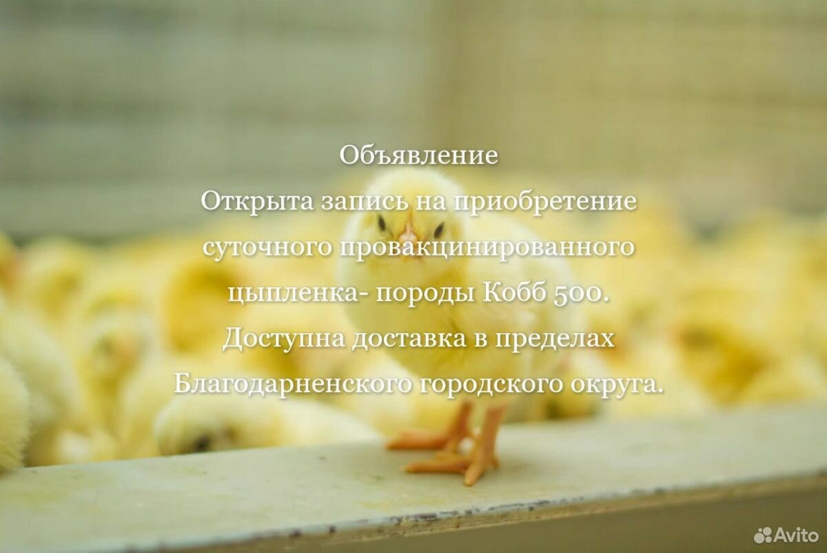 Цыпленок суточный купить на Зозу.ру - фотография № 1