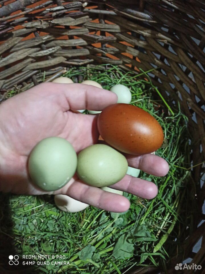 Яйцо домашнее куриное купить на Зозу.ру - фотография № 2