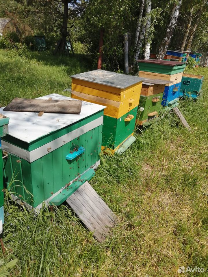 Улей с пчелами купить на Зозу.ру - фотография № 4