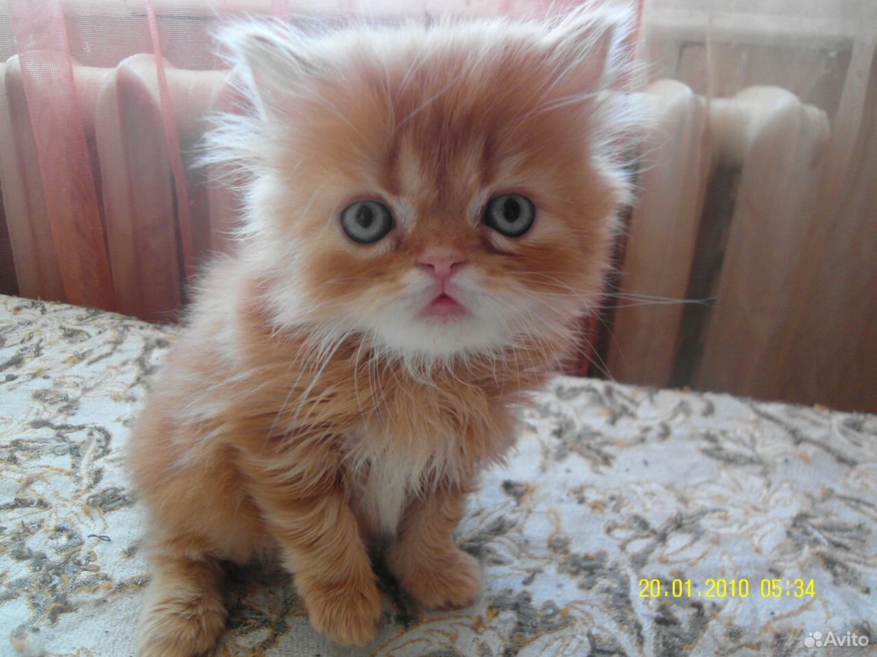 Продам персидских котят купить на Зозу.ру - фотография № 2