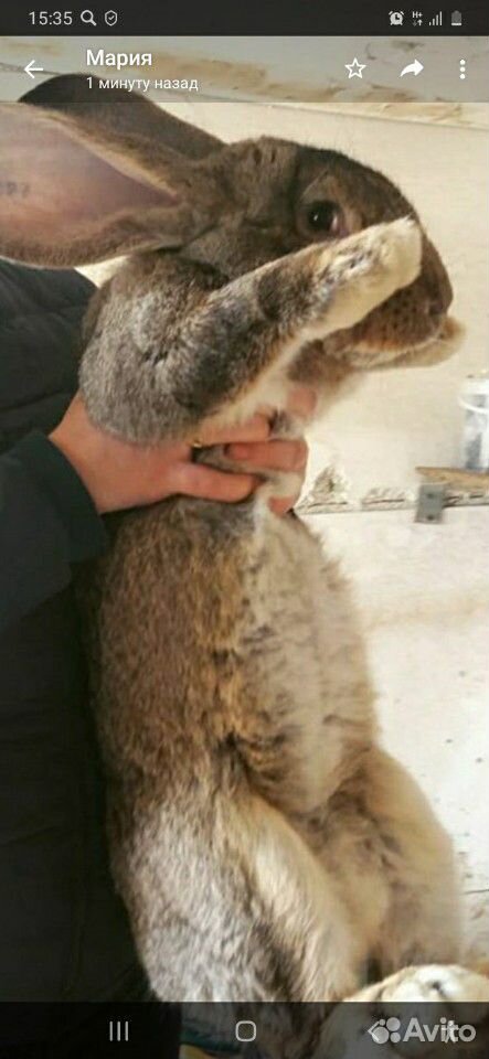 Кролики мясных пород Ризен,Фландр купить на Зозу.ру - фотография № 1