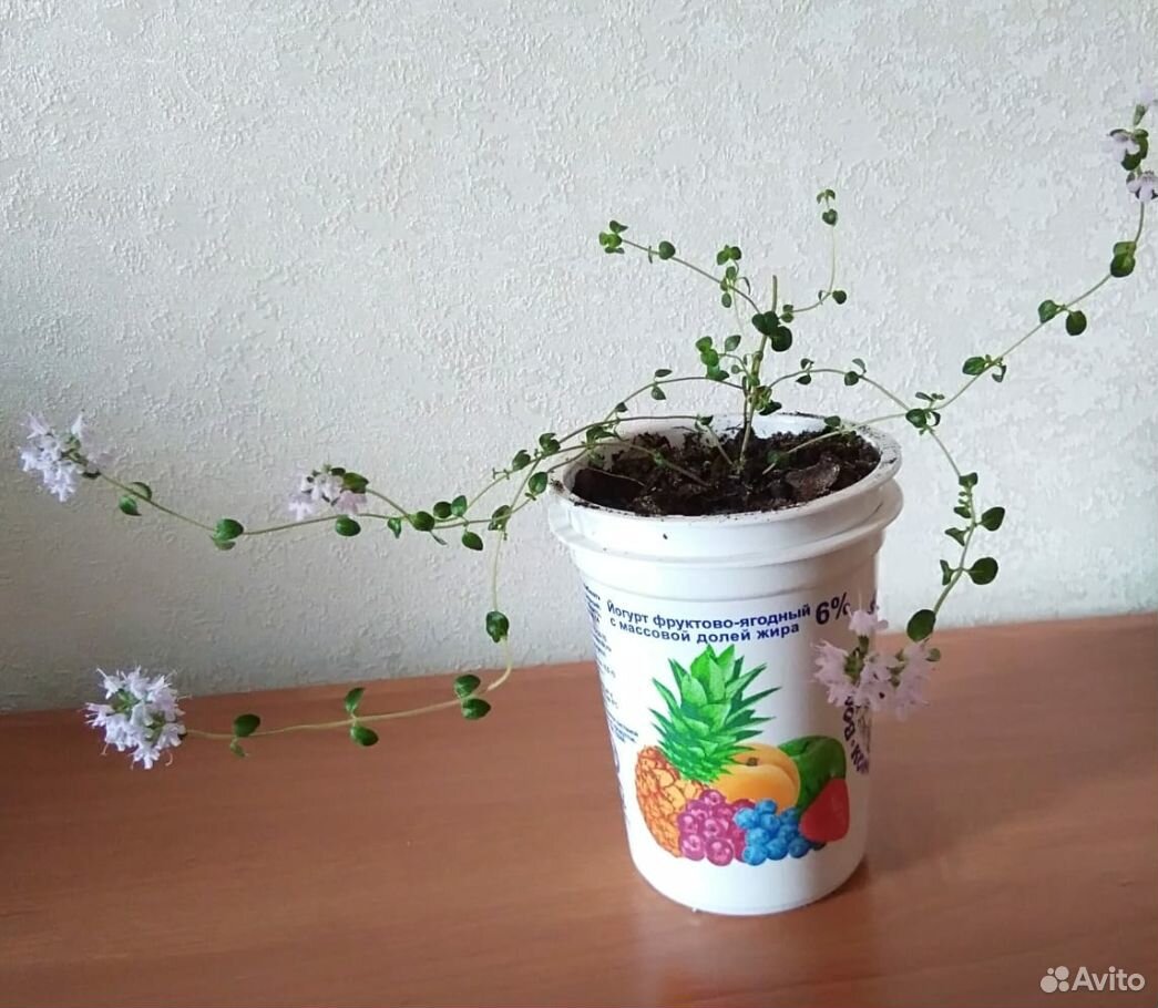 Чабрец (тимьян) растение в горшочке купить на Зозу.ру - фотография № 3