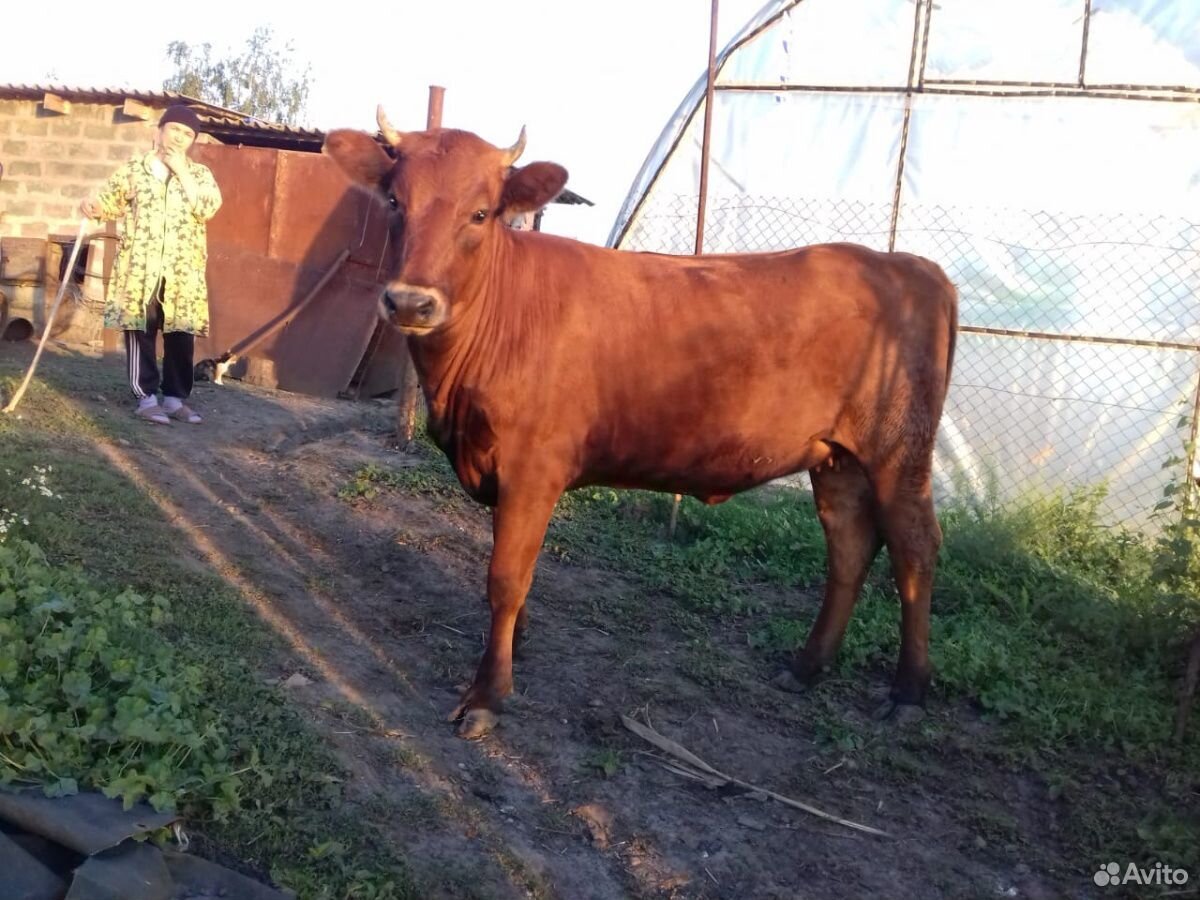 Корова (тёлка) купить на Зозу.ру - фотография № 1