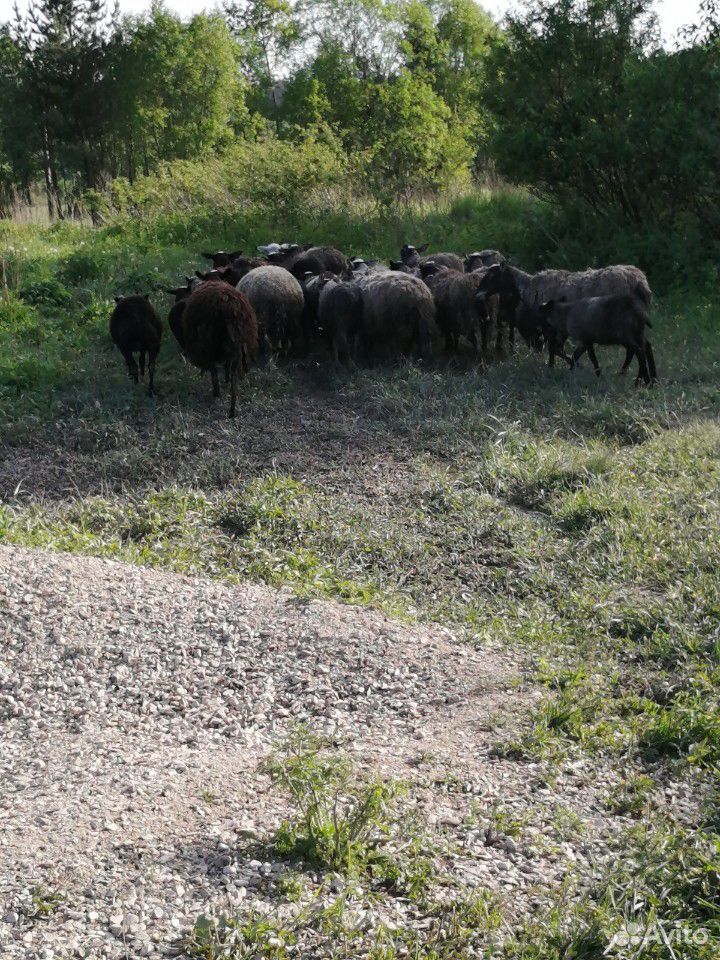 Котные овцы романовской породы купить на Зозу.ру - фотография № 1