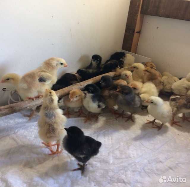 Цыплята подрошеные недельные и месячные купить на Зозу.ру - фотография № 1