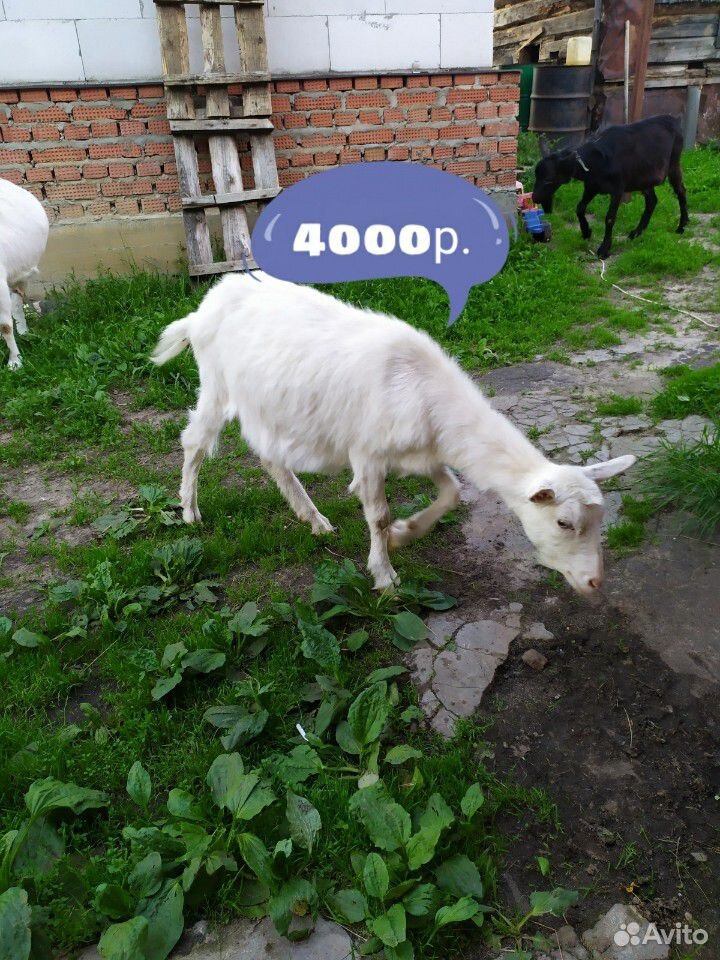 Козы на мясо купить на Зозу.ру - фотография № 3