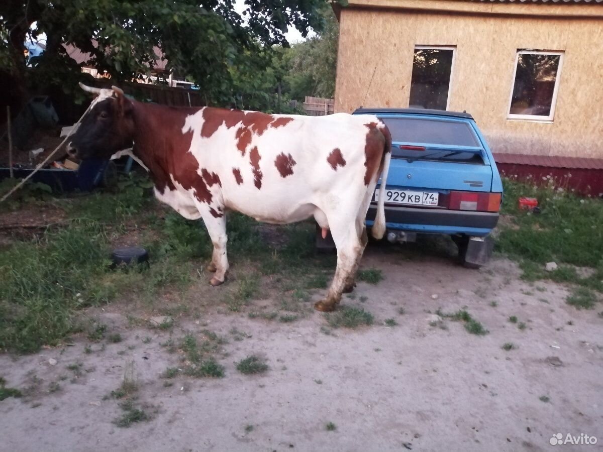 Быки коровы купить на Зозу.ру - фотография № 5