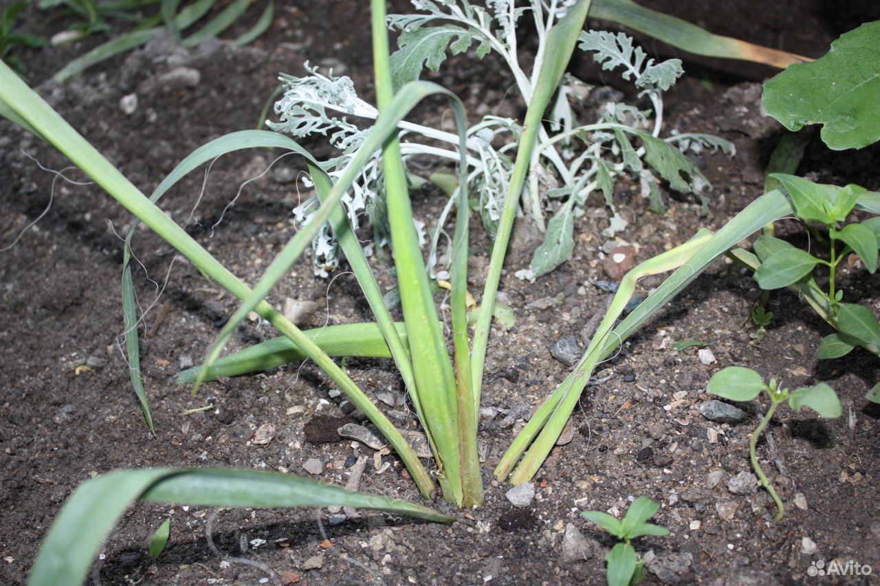 Юкка садовая- многолетнее экзотическое растение купить на Зозу.ру - фотография № 9