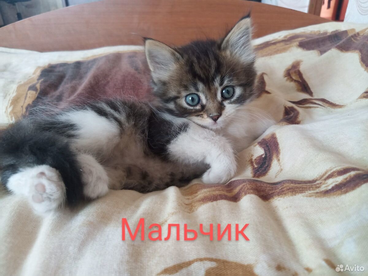 Котятки в добрые руки купить на Зозу.ру - фотография № 8