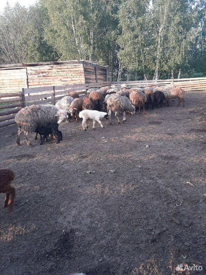 Овцы,бараны купить на Зозу.ру - фотография № 1