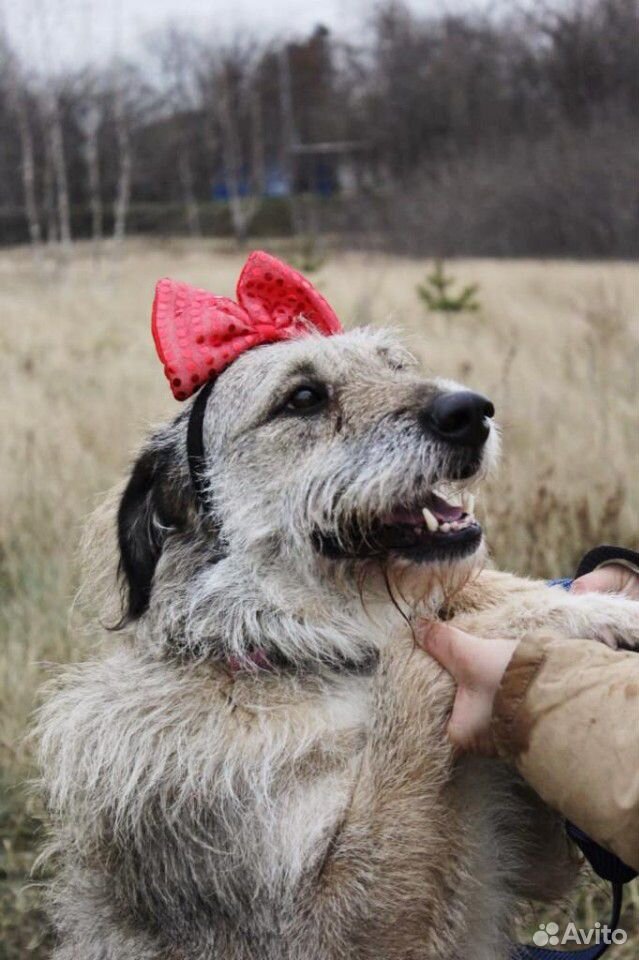 Добрая собака Тиша ждет своего хозяина купить на Зозу.ру - фотография № 5