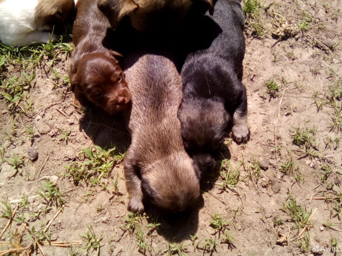 4 щенка купить на Зозу.ру - фотография № 3