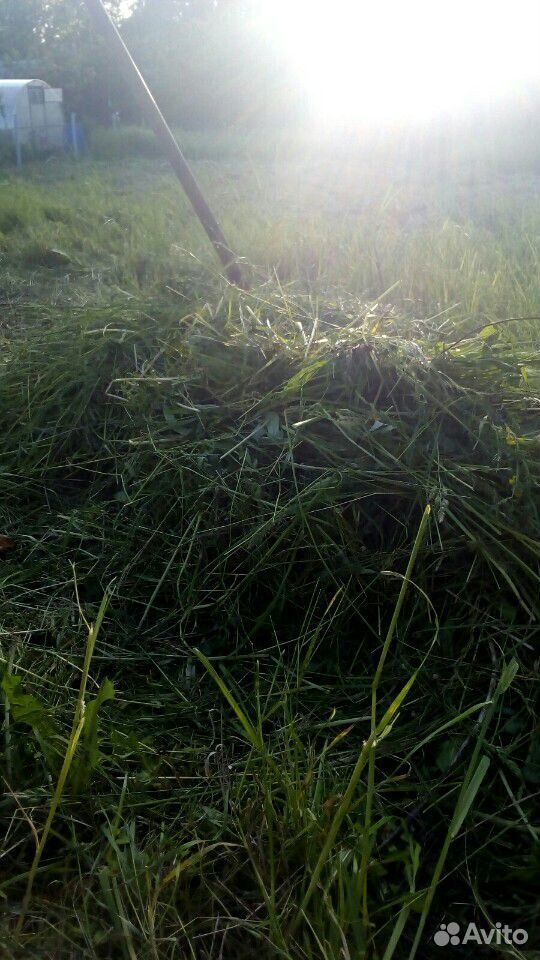 Трава скошенная купить на Зозу.ру - фотография № 1