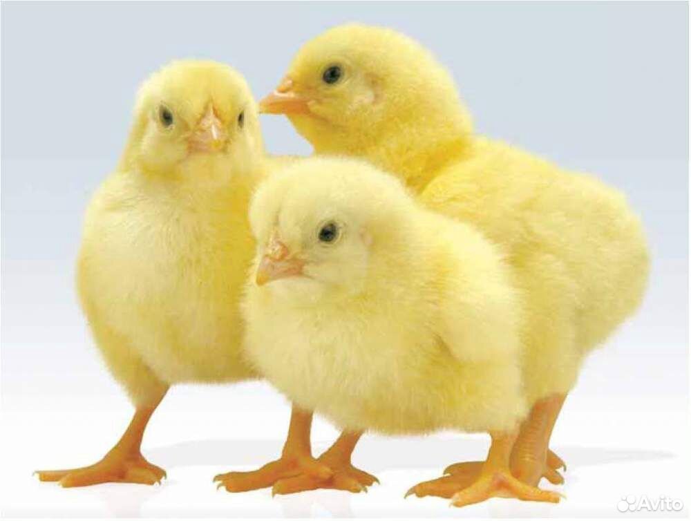 Продаются суточные цыплята кобб 500 купить на Зозу.ру - фотография № 1
