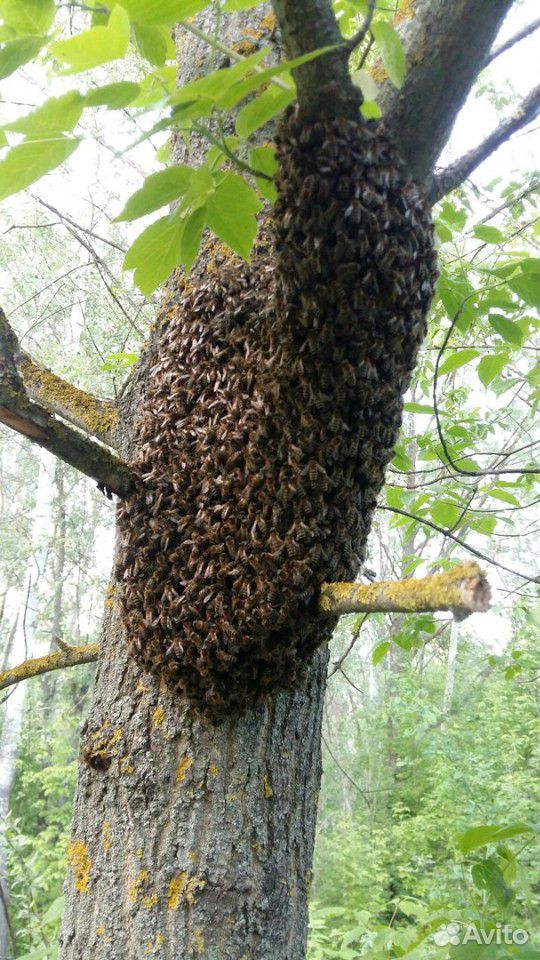 Пчелы. сниму рой купить на Зозу.ру - фотография № 1