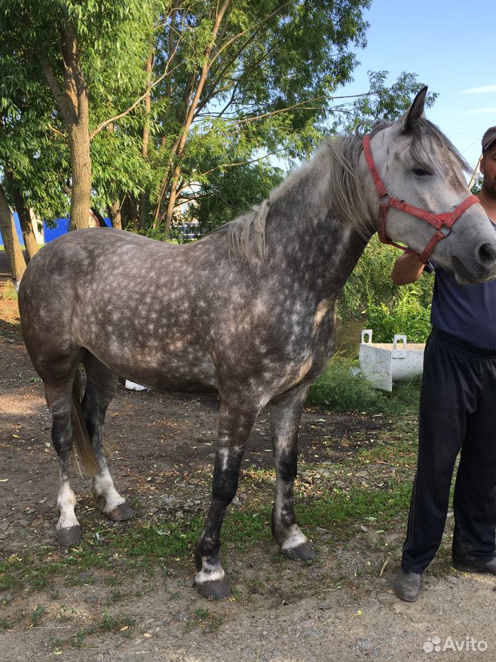 Продаётся лошадь Орловской породы купить на Зозу.ру - фотография № 3
