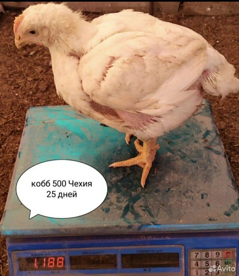 Подрощенные Бройлерные цыплята Кобб 500 купить на Зозу.ру - фотография № 3