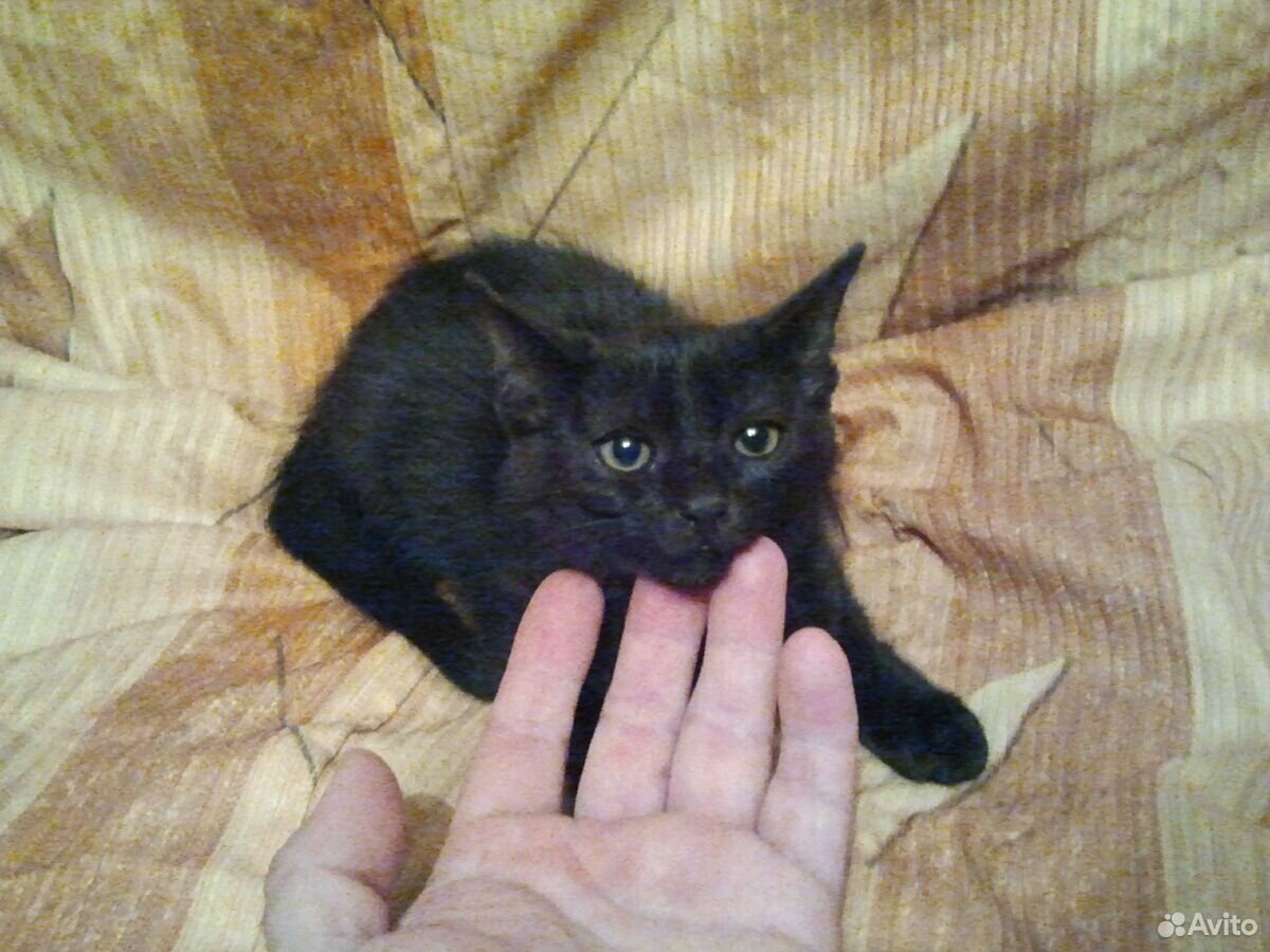 Котик самец в добрые руки купить на Зозу.ру - фотография № 3