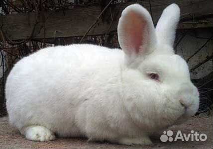 Кролик нзб Новозеландский белый купить на Зозу.ру - фотография № 1