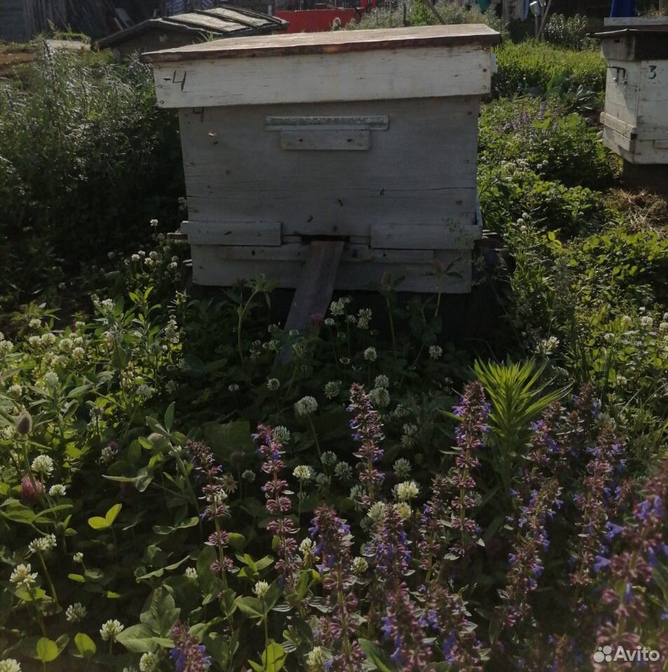 Пчёлы. Улья купить на Зозу.ру - фотография № 1