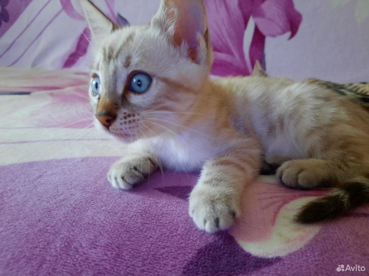 Бенгальский котёнок купить на Зозу.ру - фотография № 1