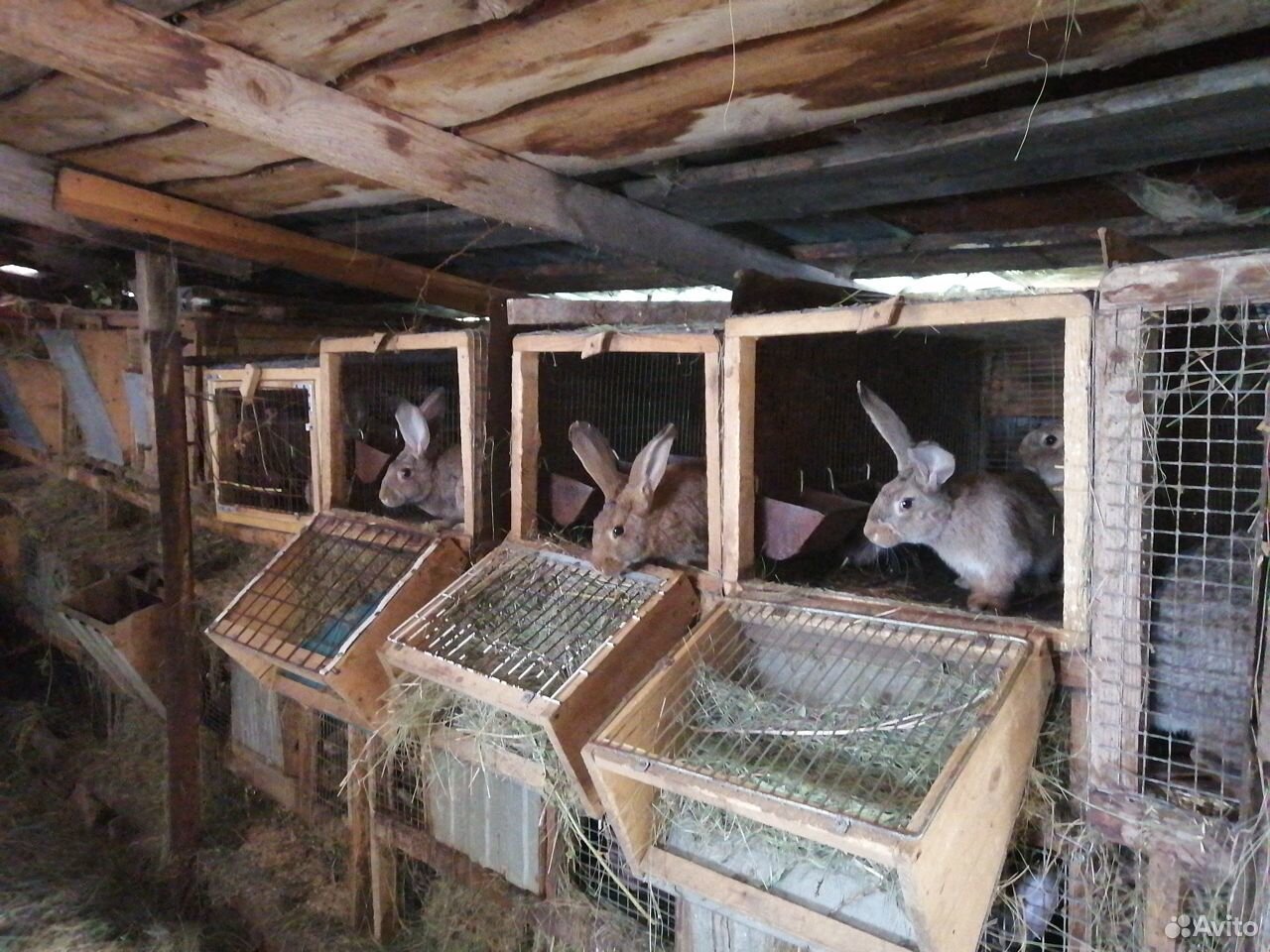 Кролики молодняк фландр привиты от гбк купить на Зозу.ру - фотография № 1