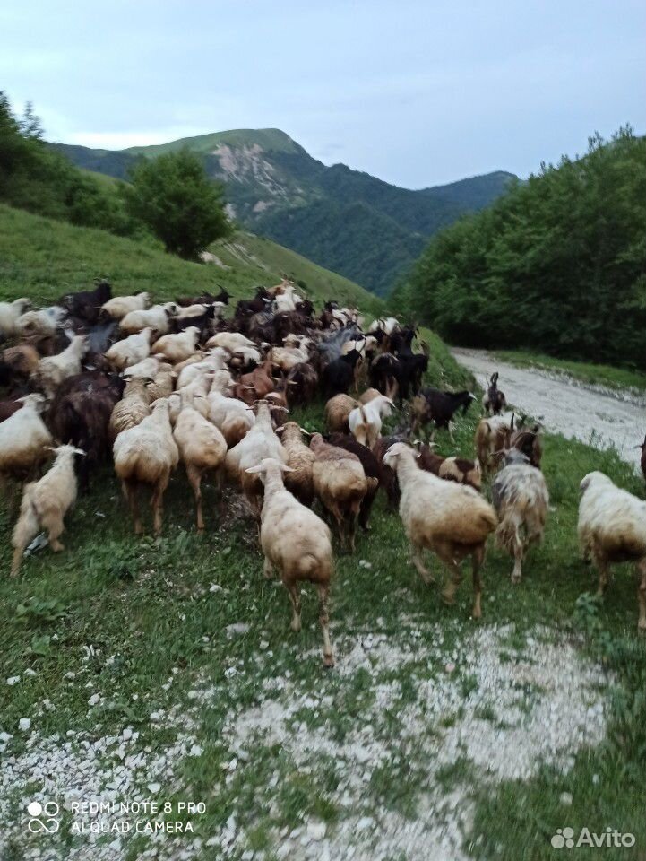 Овцы и козы в круг купить на Зозу.ру - фотография № 9