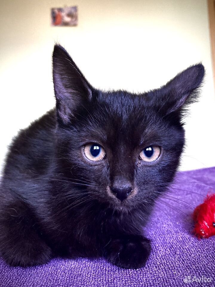 Чёрный котёнок купить на Зозу.ру - фотография № 3