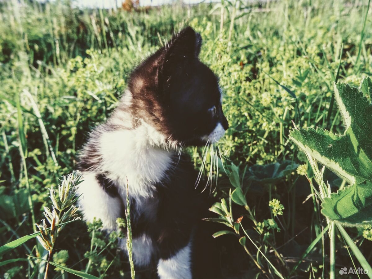 Отдам милого котенка купить на Зозу.ру - фотография № 5