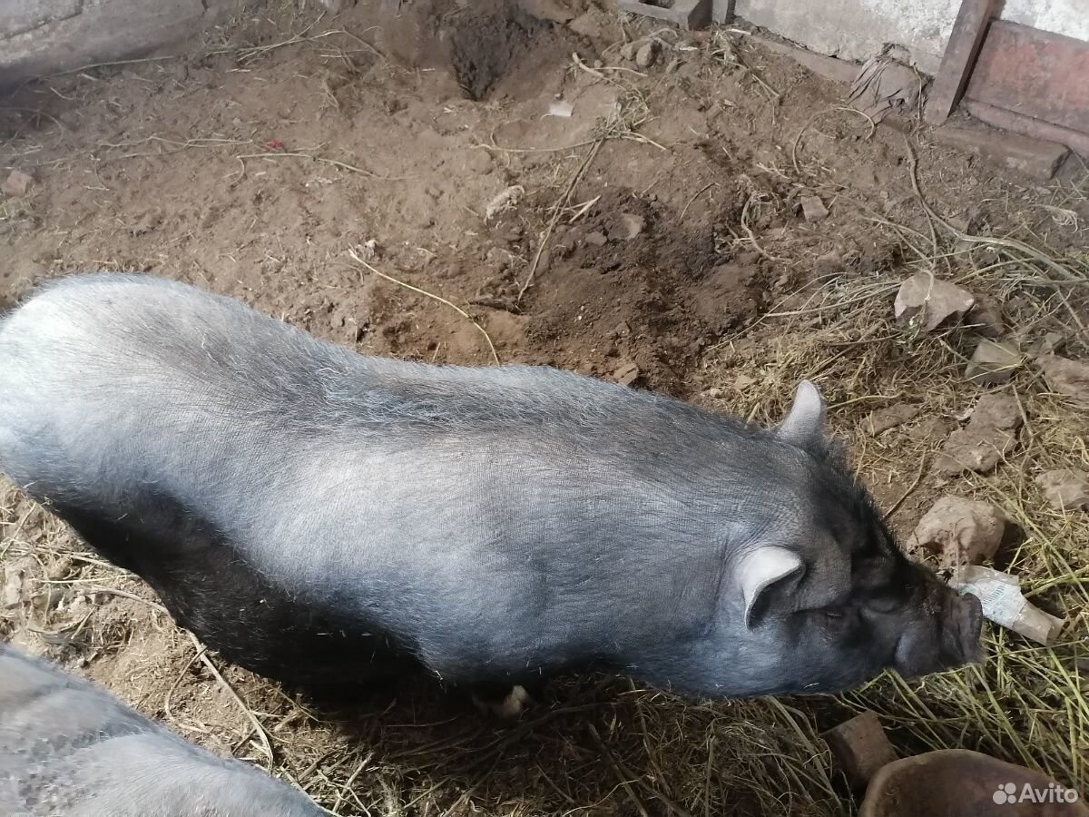 Вьетнамская вислобрюхая свинья купить на Зозу.ру - фотография № 4