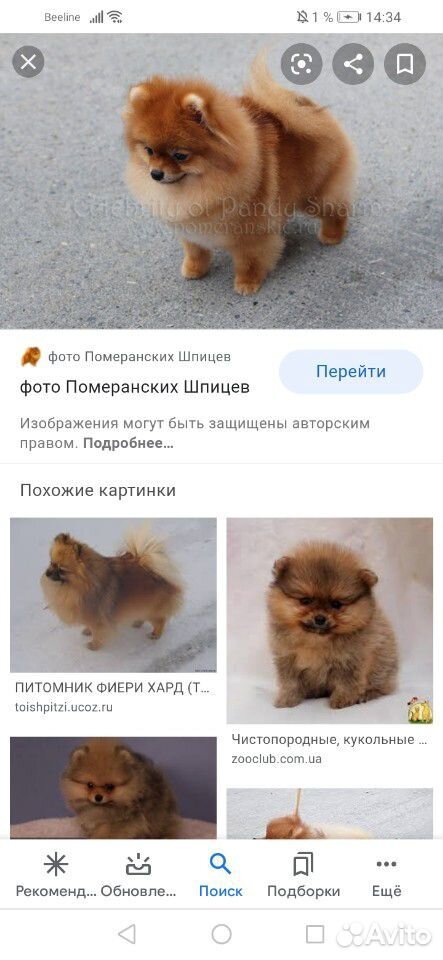 Ищем щенка шпица 3-4 месяца купить на Зозу.ру - фотография № 1