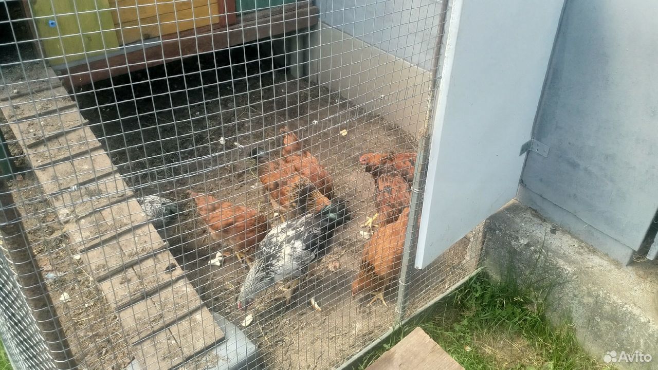 Отряд из 8 цыплят купить на Зозу.ру - фотография № 3