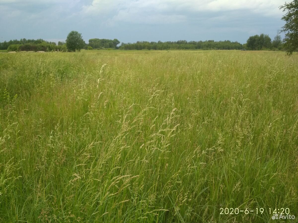 Трава на сено купить на Зозу.ру - фотография № 4