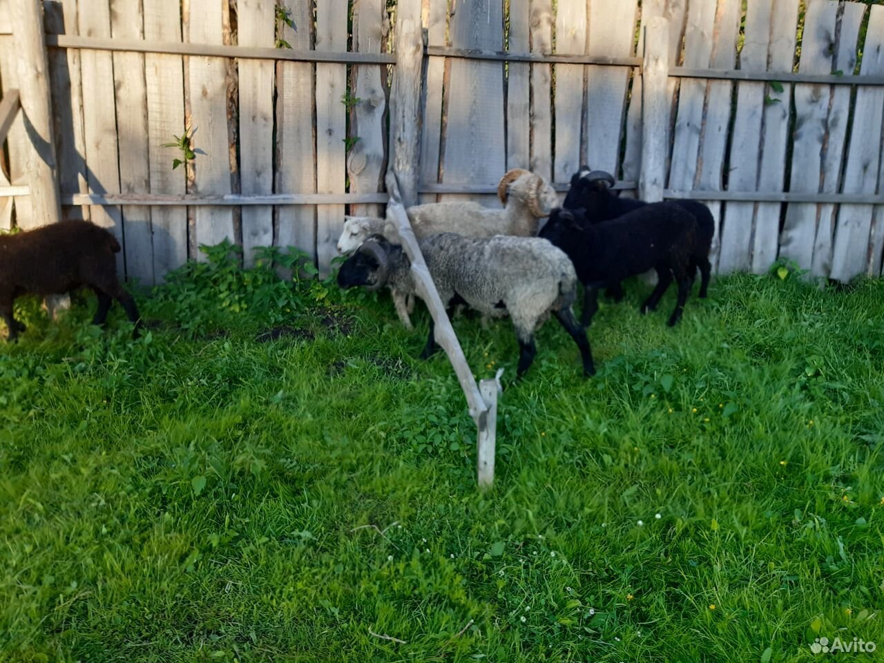 Барашки,овцы купить на Зозу.ру - фотография № 1