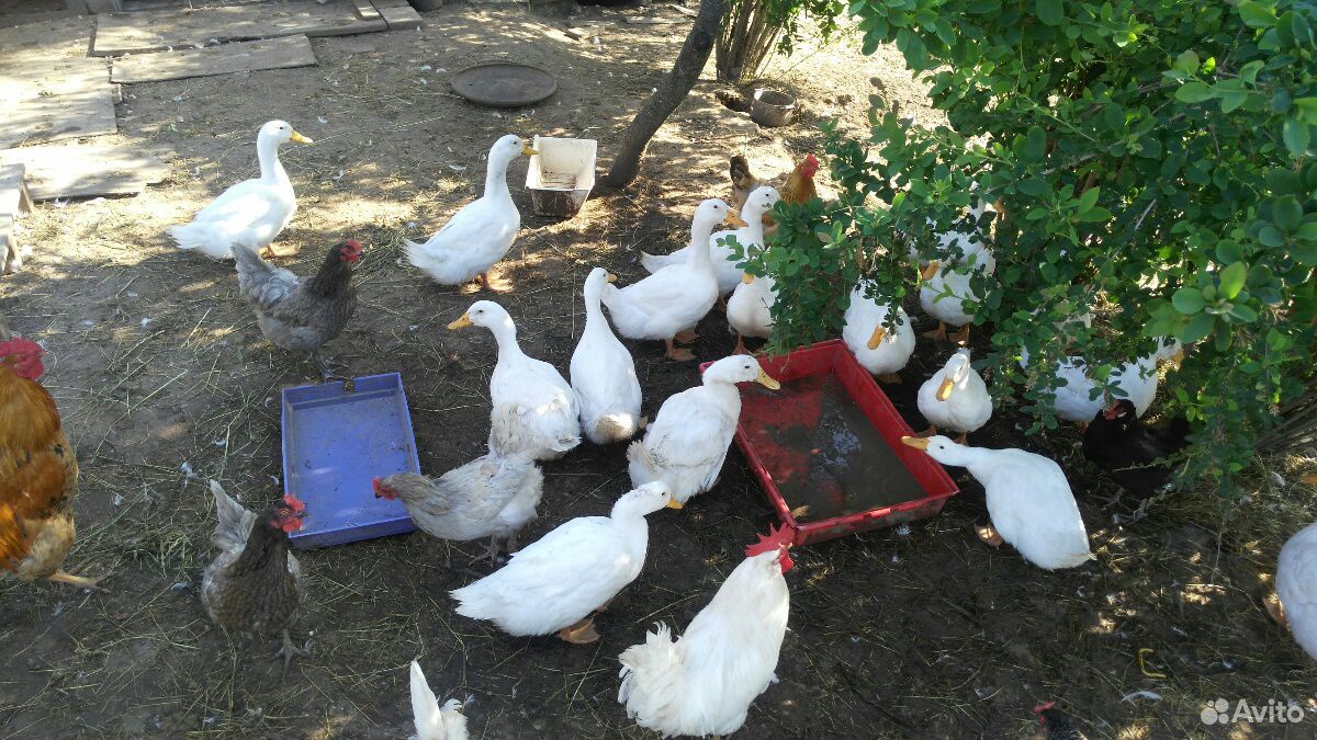 Утки, яйца купить на Зозу.ру - фотография № 1
