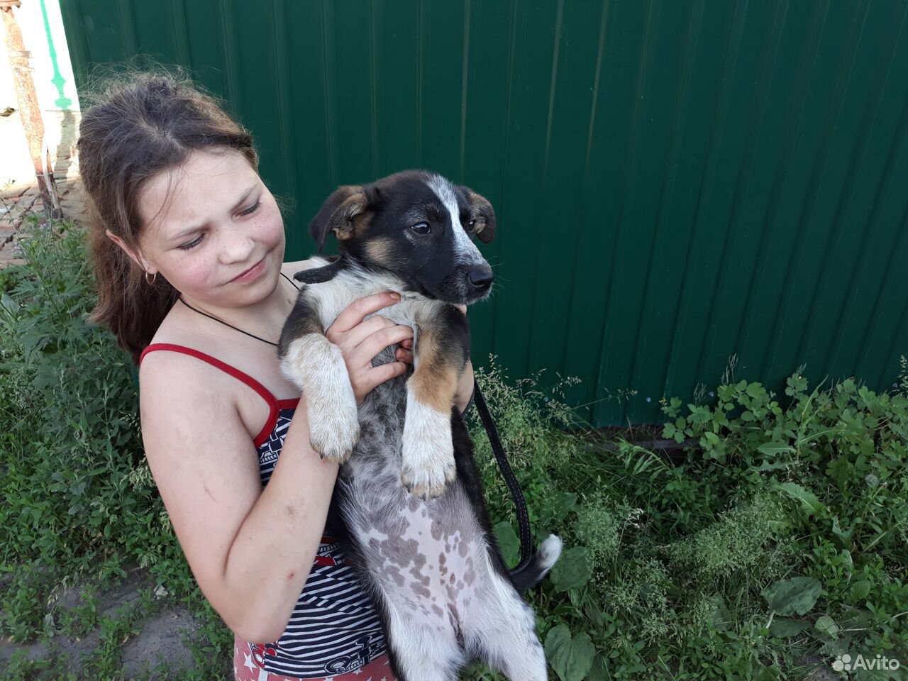 Звонкий щенок Камри ищет хозяина купить на Зозу.ру - фотография № 3