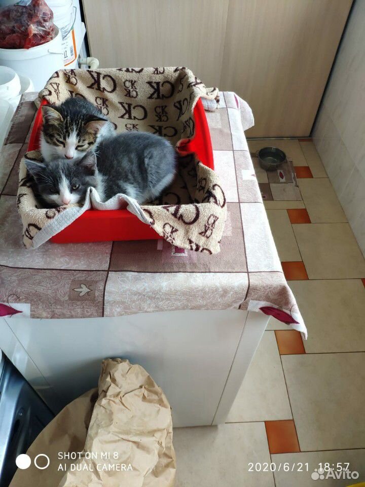 Ласковые котята 3 месяца, бесплатно с доставкой купить на Зозу.ру - фотография № 4