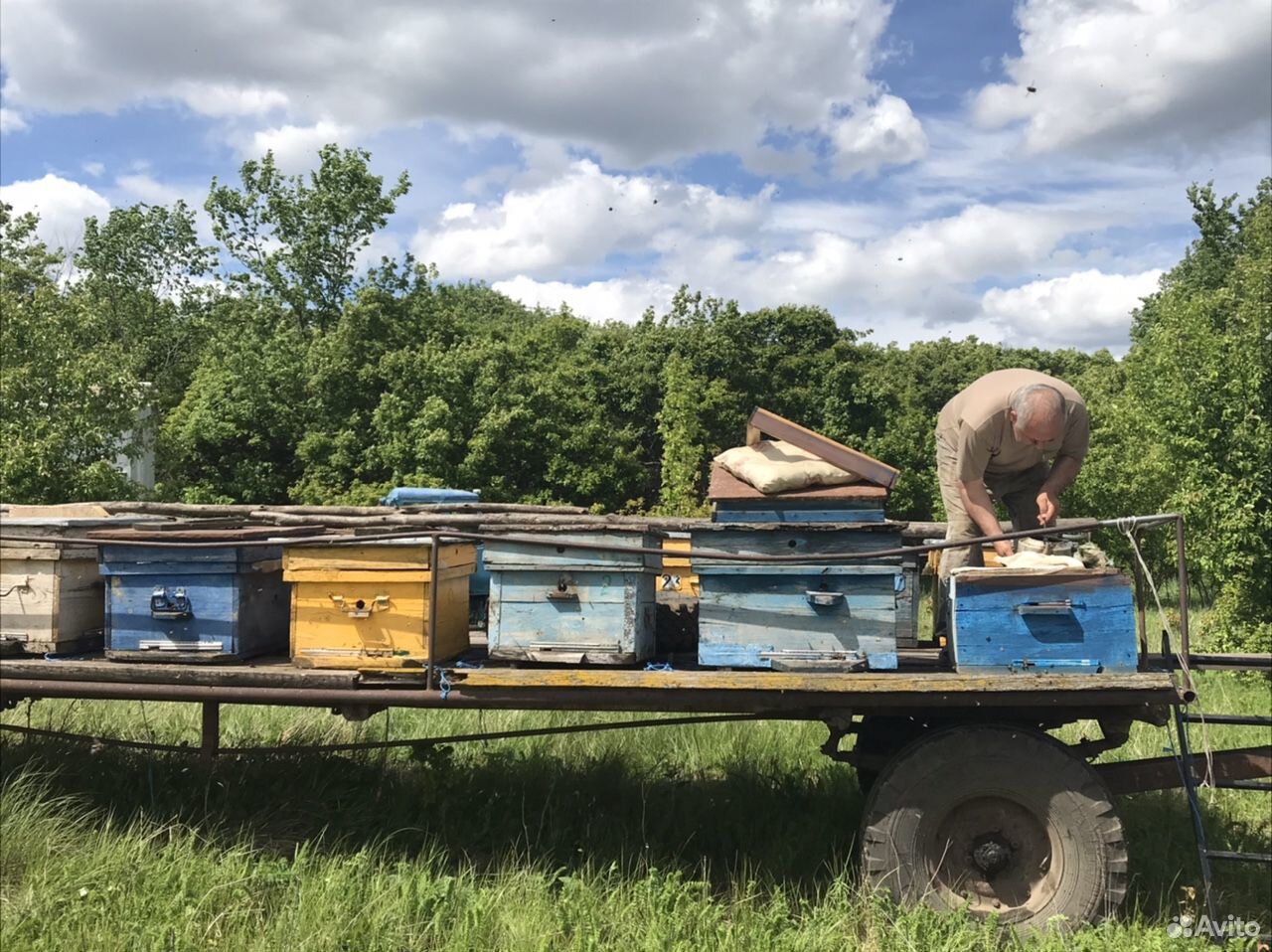 Продам натуральный мёд с собственной пасеки купить на Зозу.ру - фотография № 4
