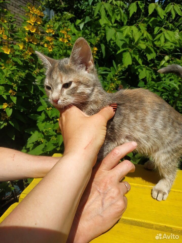 Котенок девочка в дар купить на Зозу.ру - фотография № 3