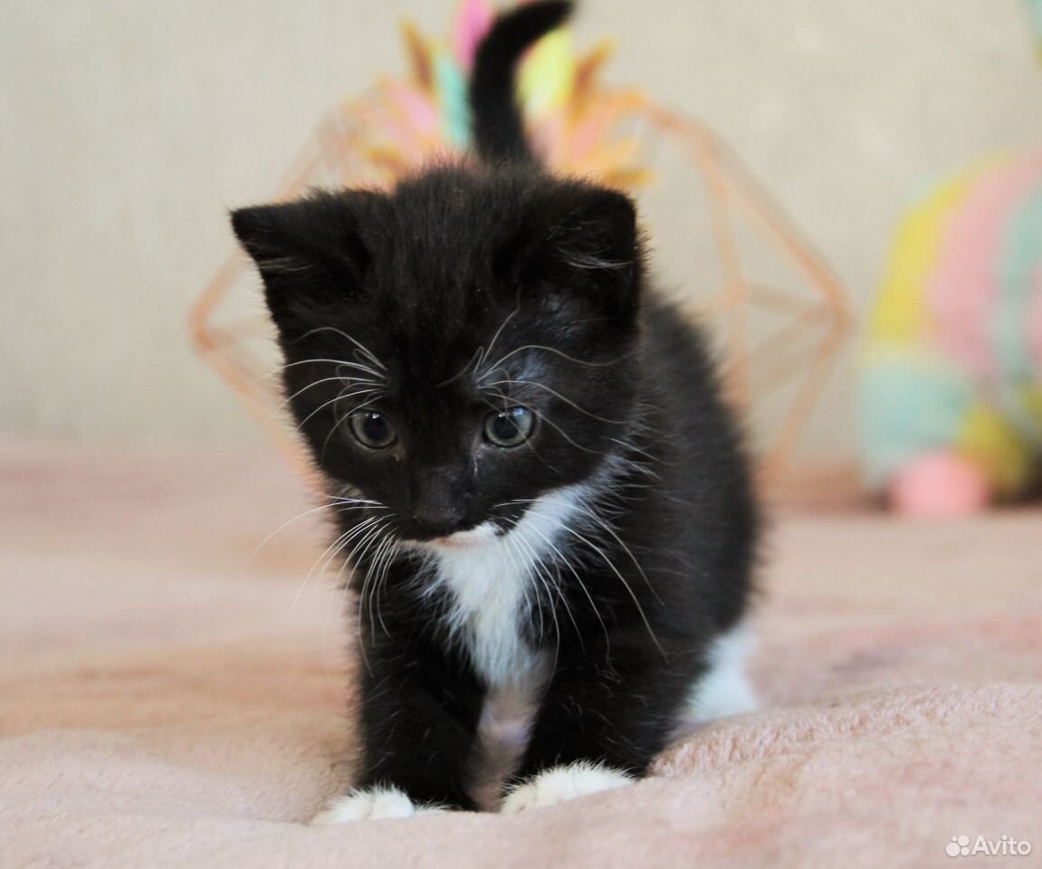 Черно белый котенок девочка