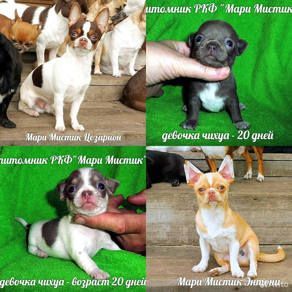 Чихуа Caesarion + 12 щенков на видео в Лен области купить на Зозу.ру - фотография № 1