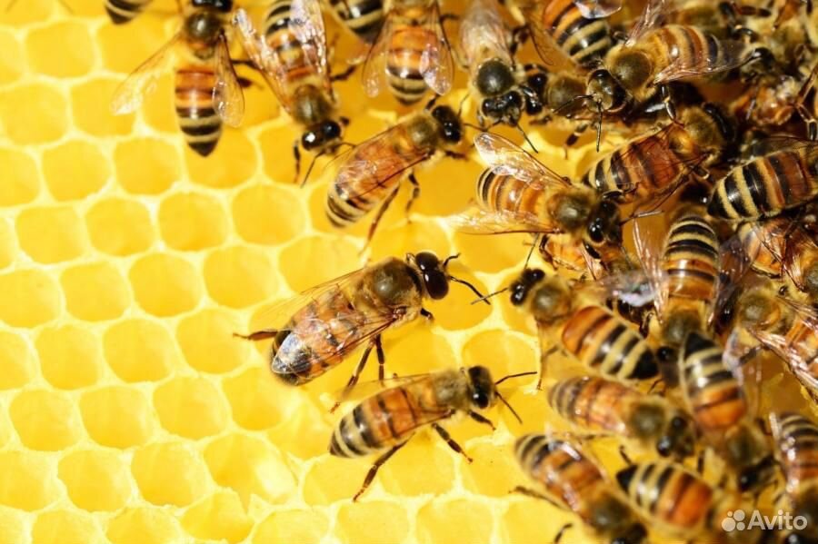 Молодые пчелосемьи купить на Зозу.ру - фотография № 1