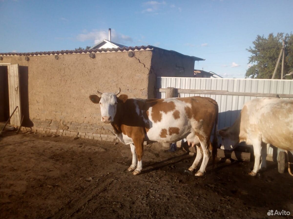 Молочные коровы купить на Зозу.ру - фотография № 3