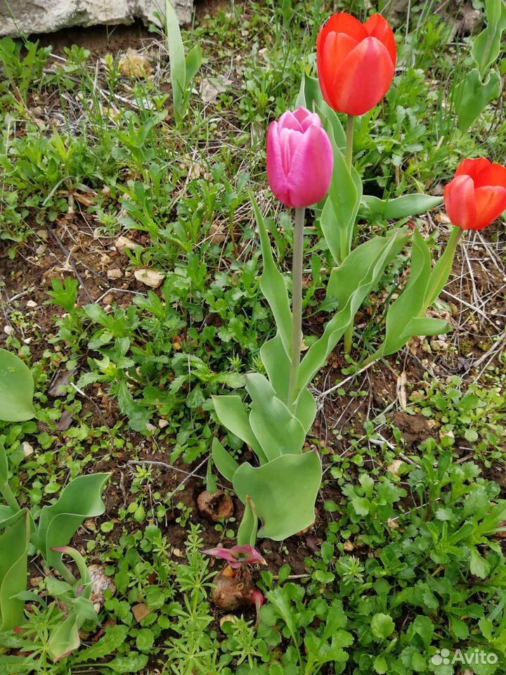Сортовые многолетние тюльпаны купить на Зозу.ру - фотография № 4