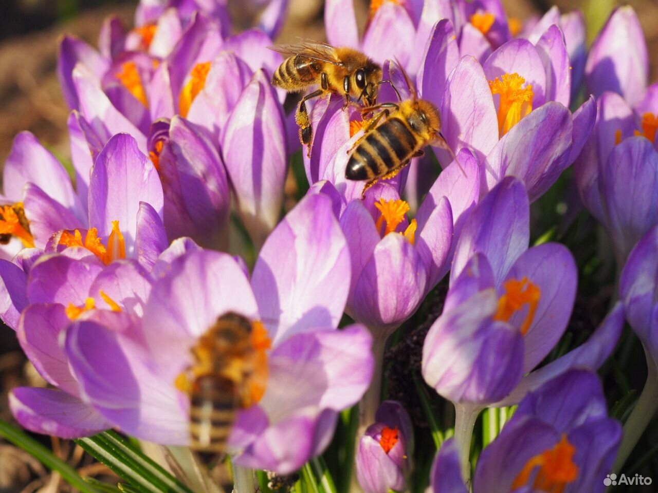 Пчелы плодные матки Карника из Швейцарии купить на Зозу.ру - фотография № 3