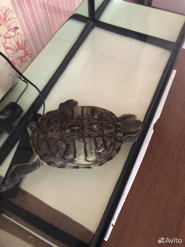 Отдадим черепаху, с аквариумом купить на Зозу.ру - фотография № 2