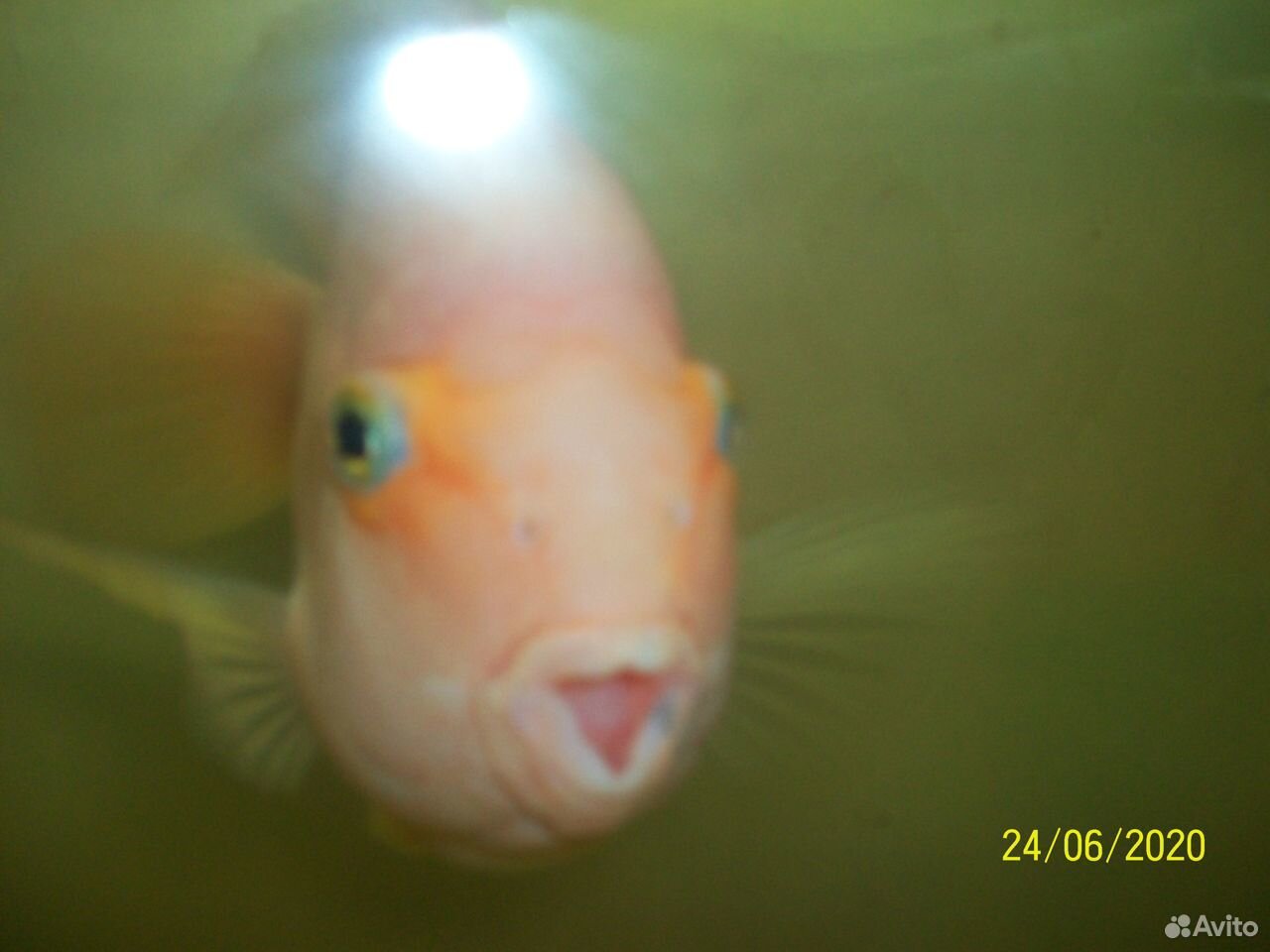 Аквариумная рыбка папугай 30 см купить на Зозу.ру - фотография № 3