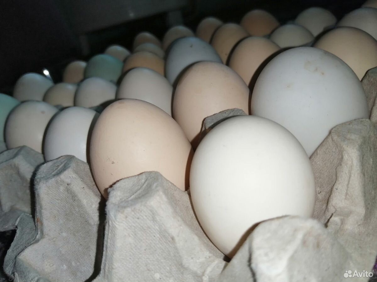 Яйцо домашних китайских кур купить на Зозу.ру - фотография № 3