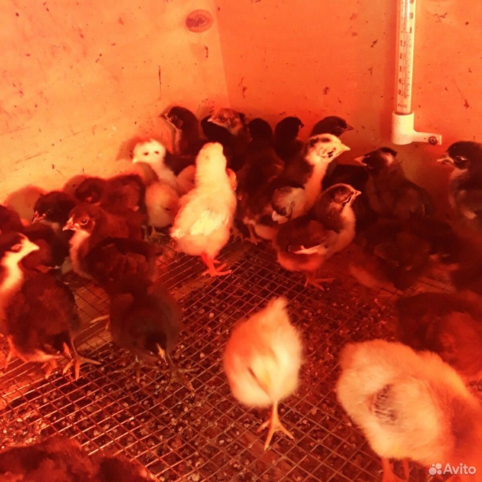 Недельные цыплята кур мясо-яичной породы купить на Зозу.ру - фотография № 4