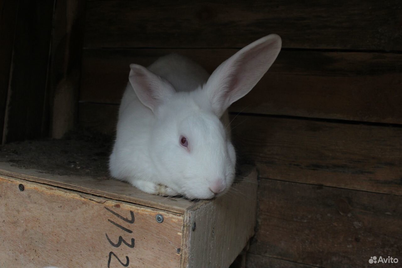 Красивые,здоровые кролики разной породы и возраста купить на Зозу.ру - фотография № 5